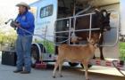DairyCow 